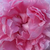 Roz - Trandafir englezesti - Ausglisten
